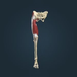 大腿伸肌和臀部臀肌