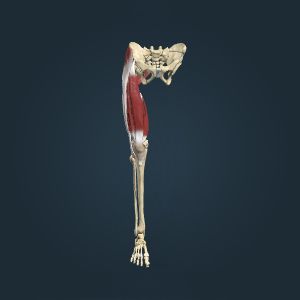 大腿伸肌和臀部臀肌