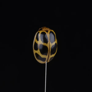 瓢虫