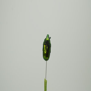 金龟子