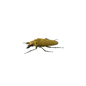 陈氏三栉牛