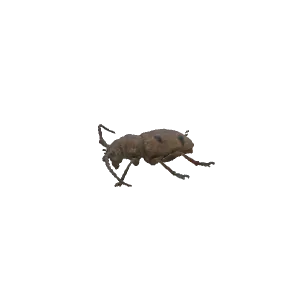 长角甲虫