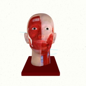 软质头面部解剖模型
