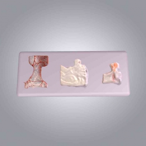 脑垂体及微细结构模型