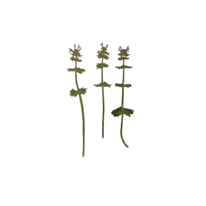 宝盖草