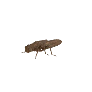 黄斑巨春蜓