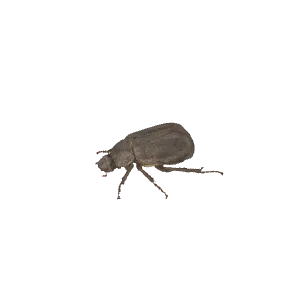 黑鳃金龟