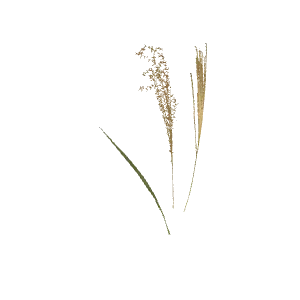 芒草
